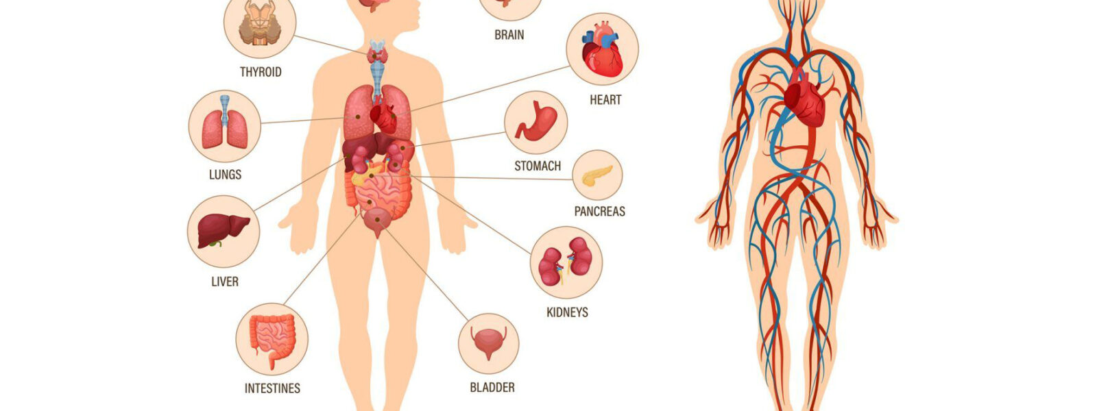 The-Human-Physiology-1536x864